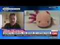 Saving Mexico s axolotl from extinction in the wild