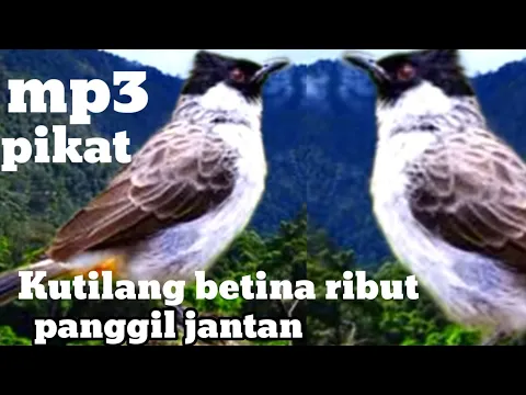 Download MP3 suara kutilang betina memanggil jantan mp3. pikat burung kutilang betina ribut panggil jantan