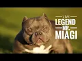 Mr MIAGI THE BULLYCAMPLINE OG LOOKS