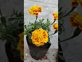 Download Lagu marigold flower🧡#marigold#marigoldflower #indianflower#gendaphool#genda#flower#mygarden#orangeflower
