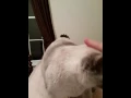 Pixie update Siamese Cat Rescue