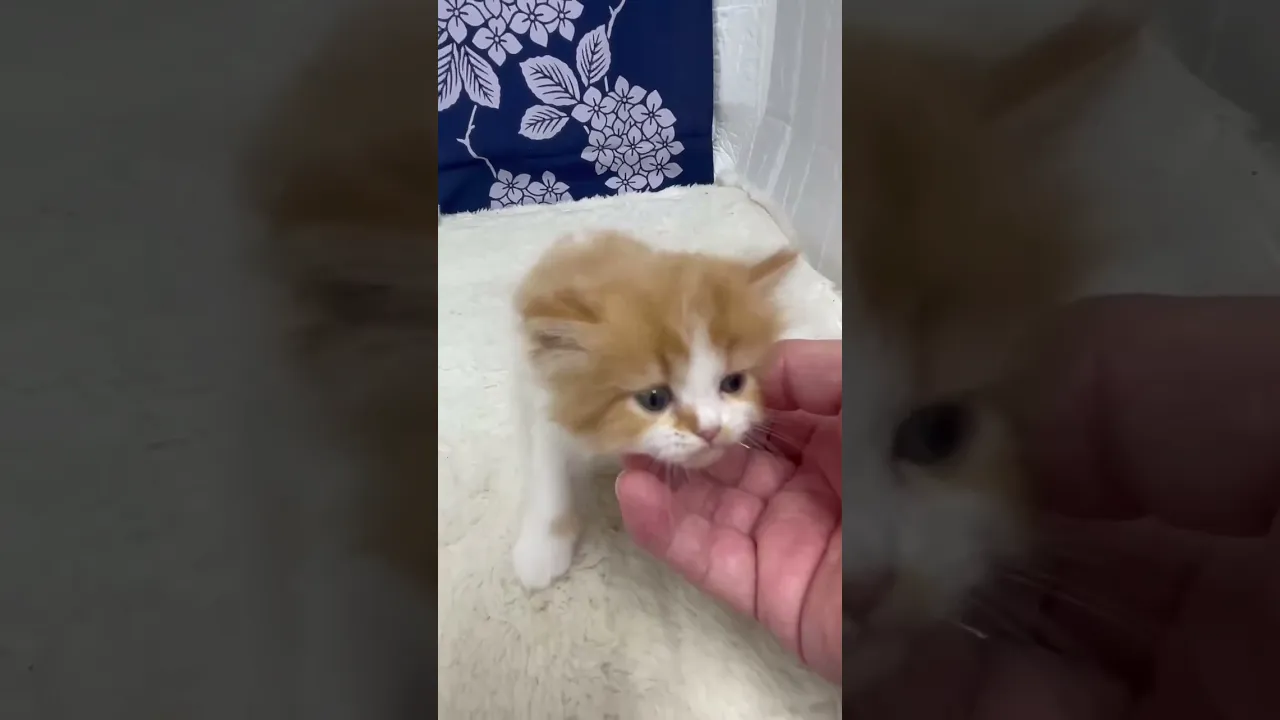 動画