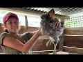 My chickens know their new home Saida ZC