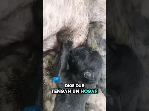 Ya soy mamá! | #clinicaveterinarialavet #hospitalizaciónlavet  #cirugiaveterinaria