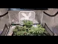 ilgm Blueberry autoflower week 7