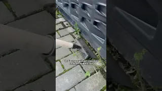                                   دندنها