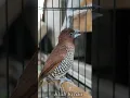 Download Lagu Emprit Peking jali gacor isian kenari,red siskin dan burung gereja - short Peking 066