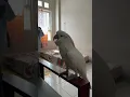 Burung Kakatua Bicara Ngomong