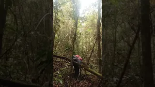 tangkapan meleset goisss di menit ke 6 dengan suara mp3 menjerat burung engkek keling di hutan