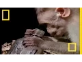 Drunk Monkeys National Geographic