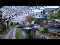 Download Lagu Quiet Morning on the Philosopher's Path, Walking in Spring | Kyoto, Japan 4K