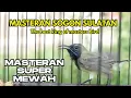 Download Lagu Paling ngeriii‼️ MASTERAN SOGON SUPER MEWAH  | The best king of masters bird