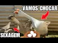 Download Lagu Chocando ovo de ganso com perua | Como saber se a pomba burguesa é macho ou fêmea | Aves Recriar