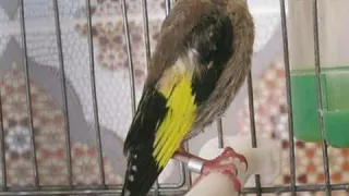 غناء حسون تادميت الأصلي لتعليم فراخ الحسون 1985 