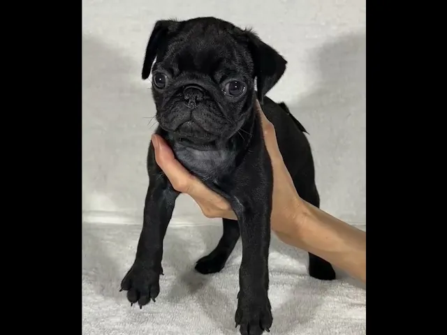 動画