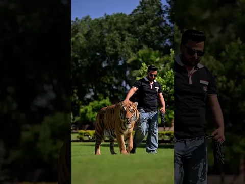 Big Bengal Tiger Loves to Walks in Chain | Nouman Hassan