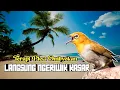 Download Lagu TERAPI PLECI BAHAN AGAR NGERIWIK KASAR