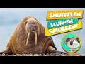 Download Lagu Nr. 2 - Deze WALRUS Zuigt 6000 Schelpen per Dag Leeg!? - Dieren Leren met KIT