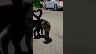 بسبوس عاشق بسه ويدلعها بسبوسه 