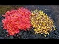 5 Best Carp Baits - How to Catch Carp