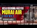 Download Lagu Murai Air Gacor Panjang - Masteran Cililin Alternatif