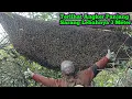 Download Lagu Sarannya Terlihat Angker,Madunya 1 Ember Hampir Luber.   #bee#honey#lebah#hutan#alam#panenmaduhutan