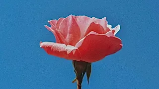Only Emily - Wildflower 🌺 *slowed*