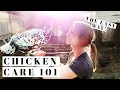 BACKYARD CHICKENS FOR BEGINNERS How To Take Care Of Egg Laying Hens the EASY WAY Urban Poultry