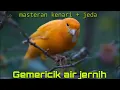 MASTERAN KENARI SUARA JERNIH DAN GEMERICIK AIR + JEDA