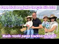 Download Lagu PANEN BLUEBERRY JUMBO TERNYATA KITA TELAT || MASIH REZEKI PANEN BLACKBERRY GRATIS