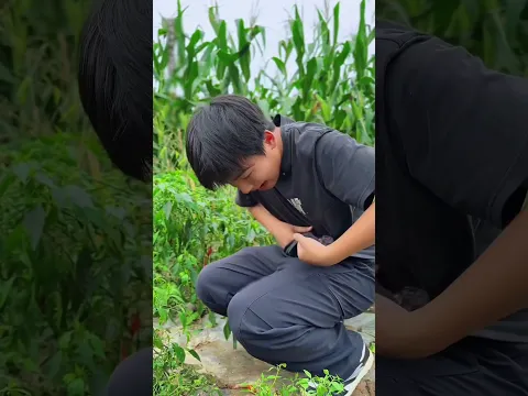ভুট্টা বাগান থেকে ভুট্টা বেগুন লঙ্কা এনে রোস্ট করে খাই হ্যাপি টেস্টি #yts #ytshorts