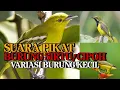 Download Lagu Dijamin Langsung Turun !!! Suara Pikat Burung Sirtu / Cipoh Variasi Suara Burung Kecil