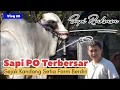 Download Lagu Sapi Terbesar Dalam Sejarah Kandang Setia Farm Sejak Berdiri Bernama 'Benggala Seta'