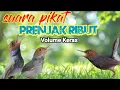Download Lagu MP3 PIKAT PRENJAK RIBUT SUARA JERNIH  VOLUME KERAS
