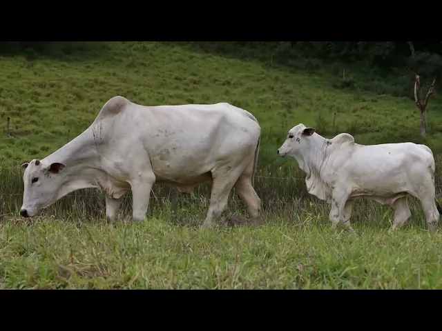 Matriz Nelore ACSM - 116