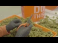 Hand Trimming at Deep Roots Harvest