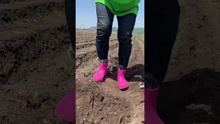                    دندنها