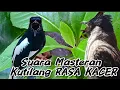 Suara Masteran Kutilang Gacor Isian Kacer Ngeplong Gacor‼️Cetak Burung Kutilang Gacor Rasa Kacer