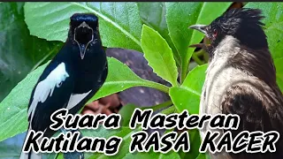 Download Suara Masteran Kutilang Gacor Isian Kacer Ngeplong Gacor‼️Cetak Burung Kutilang Gacor Rasa Kacer MP3