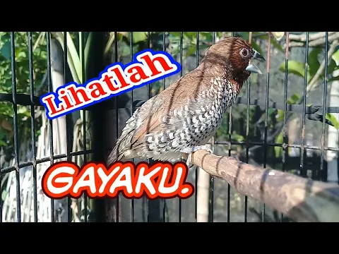 emprit peking gacor dengan berbagai materi