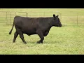The Judging Experience Class 2 SimAngus Bred Heifers
