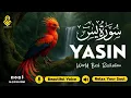 Download Lagu Relaxing Surah Yasin for Sleep, Depression, Anxiety ✦ Yaseen سورة يس ✦ Peaceful Quran ✦ Hejazi