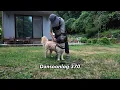Dansoonlog370 Country life vlog where it s tough for people animals and plants alike to get b
