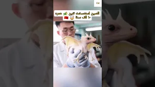 الصين استنسخت تنين عمره ١٠الف سنة Shorts 