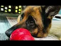 ADOPTED Koda - German Shepherd Available for Adoption in Durham NC