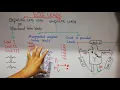 CVS physiology 23 ECG leads bipolar and unipolar leads