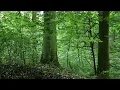 Evening Birds in Dense Beech Forest -  Late May Nature Soundscape (No Music)