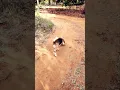 Beagle day out in Farm