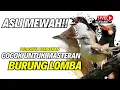 Download Lagu MASTERAN TERBAIK BURUNG LOMBA!! MATERI TEMBAKAN KASARAN - JUARA KALAU MATERI INI MASUK KE MURAI