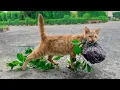 Download Lagu A man saw a cat dragging heavy tree branches daily — the reason will surprise you.